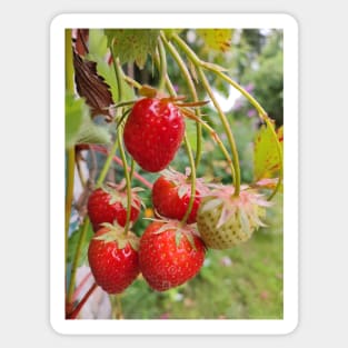 Strawberries Sticker